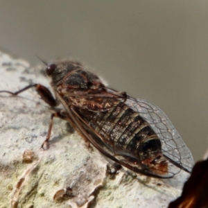 Atrapsalta furcilla at Mongarlowe, NSW - 7 Dec 2022