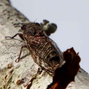 Atrapsalta furcilla at Mongarlowe, NSW - 7 Dec 2022