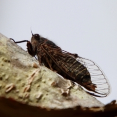 Atrapsalta furcilla at Mongarlowe, NSW - 7 Dec 2022