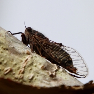 Atrapsalta furcilla at Mongarlowe, NSW - 7 Dec 2022