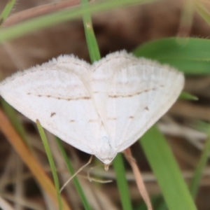 Taxeotis endela at Mongarlowe, NSW - suppressed