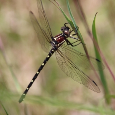 Eusynthemis sp. (genus) (Tigertail) at Mongarlowe, NSW - 7 Dec 2022 by LisaH