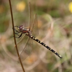 Synthemis eustalacta (Swamp Tigertail) at Mongarlowe, NSW - 7 Dec 2022 by LisaH