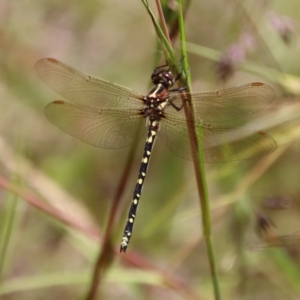 Synthemis eustalacta at Mongarlowe, NSW - 7 Dec 2022