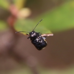 Aporocera (Aporocera) scabrosa (Leaf beetle) at Mongarlowe, NSW - 7 Dec 2022 by LisaH