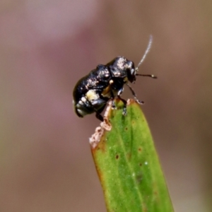 Aporocera (Aporocera) scabrosa at Mongarlowe, NSW - 7 Dec 2022