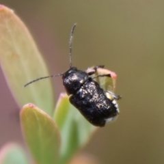 Aporocera (Aporocera) scabrosa at Mongarlowe, NSW - 7 Dec 2022