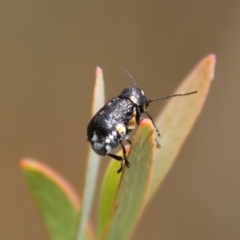 Aporocera (Aporocera) scabrosa at Mongarlowe, NSW - suppressed