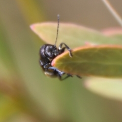 Aporocera (Aporocera) scabrosa at Mongarlowe, NSW - 7 Dec 2022