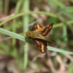 Taractrocera papyria (White-banded Grass-dart) at Mongarlowe River - 7 Dec 2022 by LisaH