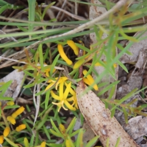 Persoonia chamaepeuce at Mongarlowe, NSW - suppressed