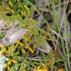 Persoonia chamaepeuce at Mongarlowe, NSW - suppressed