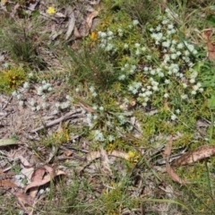 Persoonia chamaepeuce at Mongarlowe, NSW - suppressed