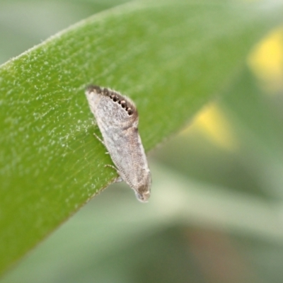 Eupselia melanostrepta (A Twig moth) at Murrumbateman, NSW - 7 Dec 2022 by SimoneC