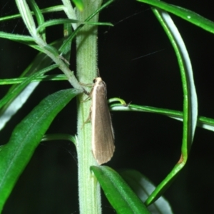 Palaeosia undescribed species at Stromlo, ACT - 5 Dec 2022