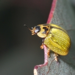 Paropsisterna agricola at Paddys River, ACT - 3 Dec 2022 05:36 PM