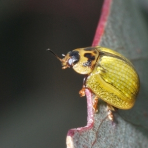 Paropsisterna agricola at Paddys River, ACT - 3 Dec 2022 05:36 PM