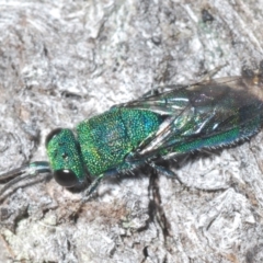 Primeuchroeus sp. (genus) (Cuckoo Wasp) at Stony Creek - 29 Nov 2022 by Harrisi