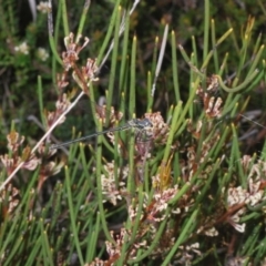 Griseargiolestes intermedius at Paddys River, ACT - 27 Nov 2022