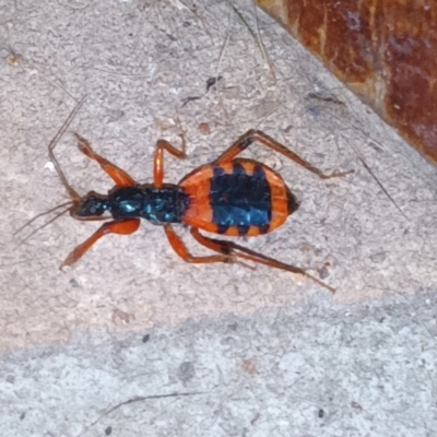 Ectomocoris patricius (Ground assassin bug) at Forbes Creek, NSW - 7 Dec 2022 by Cara
