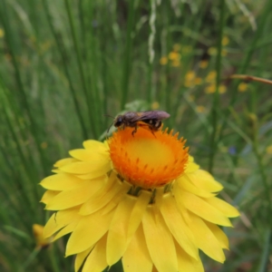 Lasioglossum (Chilalictus) sp. (genus & subgenus) at Kambah, ACT - 7 Dec 2022