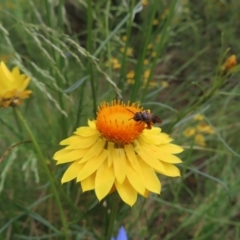 Lasioglossum (Chilalictus) sp. (genus & subgenus) at Kambah, ACT - 7 Dec 2022