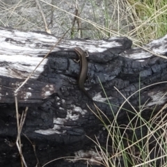 Pseudemoia entrecasteauxii (Woodland Tussock-skink) at Cotter River, ACT - 7 Dec 2022 by GirtsO