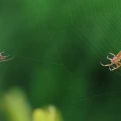 Unidentified Spider (Araneae) at Wodonga, VIC - 4 Dec 2022 by KylieWaldon