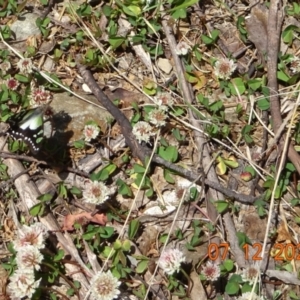 Graphium macleayanum at Cotter River, ACT - 7 Dec 2022