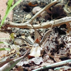 Lampropholis guichenoti (Common Garden Skink) at Wodonga, VIC - 5 Dec 2022 by KylieWaldon