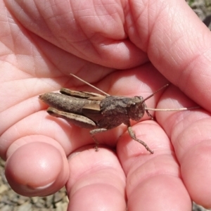 Percassa rugifrons at Cotter River, ACT - 7 Dec 2022 11:24 AM