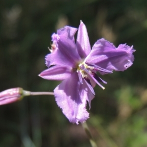 Arthropodium fimbriatum at Conder, ACT - 1 Dec 2022 05:47 PM