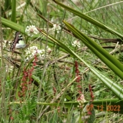 Graphium macleayanum (Macleay's Swallowtail) at Cotter River, ACT - 6 Dec 2022 by GirtsO