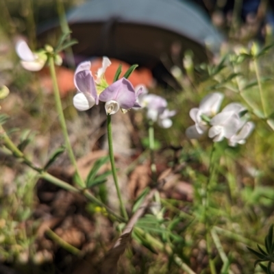 Lotus australis (Austral Trefoil) at Williamsdale, NSW - 7 Dec 2022 by mainsprite