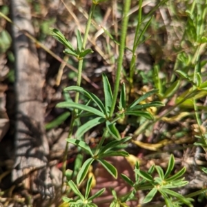 Lotus australis at Williamsdale, NSW - 8 Dec 2022