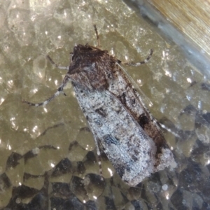 Agrotis porphyricollis at Conder, ACT - 24 Oct 2022 09:02 PM