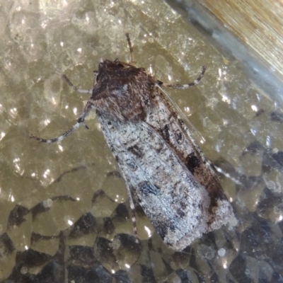 Agrotis porphyricollis (Variable Cutworm) at Pollinator-friendly garden Conder - 24 Oct 2022 by michaelb