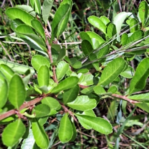 Pyracantha fortuneana at Hackett, ACT - 7 Dec 2022