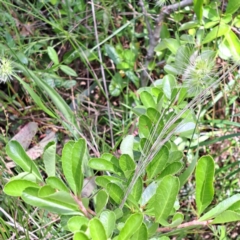 Pyracantha fortuneana at Hackett, ACT - 7 Dec 2022