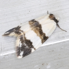 Thallarcha chrysochares (Tiger Footman) at O'Connor, ACT - 5 Dec 2022 by ibaird