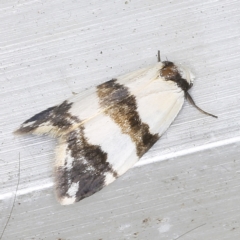 Thallarcha chrysochares at O'Connor, ACT - 5 Dec 2022 10:38 PM