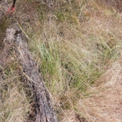 Nassella trichotoma (Serrated Tussock) at Hackett, ACT - 6 Dec 2022 by abread111