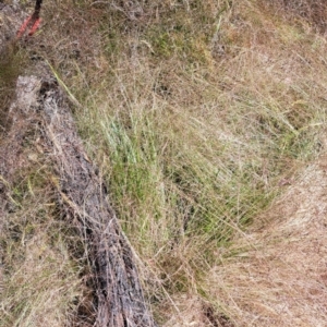 Nassella trichotoma at Hackett, ACT - 7 Dec 2022