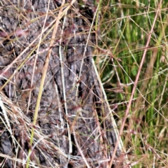 Nassella trichotoma at Hackett, ACT - 7 Dec 2022