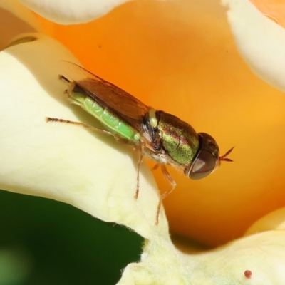 Odontomyia hunteri (Soldier fly) at Wodonga, VIC - 8 Dec 2022 by KylieWaldon