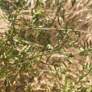 Vicia hirsuta at Crace, ACT - 8 Dec 2022