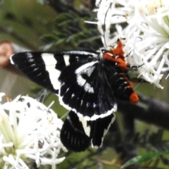 Phalaenoides glycinae (Grapevine Moth) at Tidbinbilla Nature Reserve - 5 Dec 2022 by JohnBundock