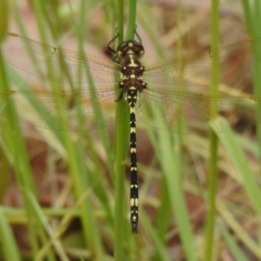 Synthemis eustalacta (Swamp Tigertail) at Tidbinbilla Nature Reserve - 5 Dec 2022 by JohnBundock