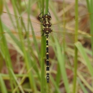 Synthemis eustalacta at Paddys River, ACT - 6 Dec 2022 12:17 AM