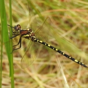 Synthemis eustalacta at Paddys River, ACT - 6 Dec 2022 12:17 AM